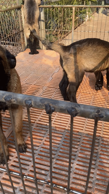 Chó Malinois; chó bec bỉ  2,5th đến 3th. Mua bán Chó tại Huyện Vĩnh Cửu Đồng Nai được đăng bởi Trại Chó Rottweiler Trị An hình 1