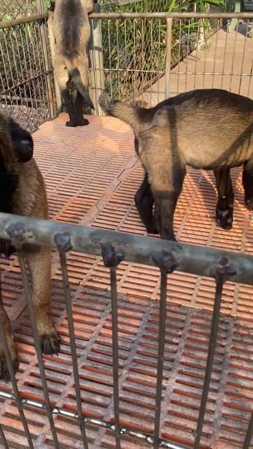 Chó Malinois; chó bec bỉ  2,5th đến 3th. Mua bán Chó tại Huyện Vĩnh Cửu Đồng Nai được đăng bởi Trại Chó Rottweiler Trị An hình 1