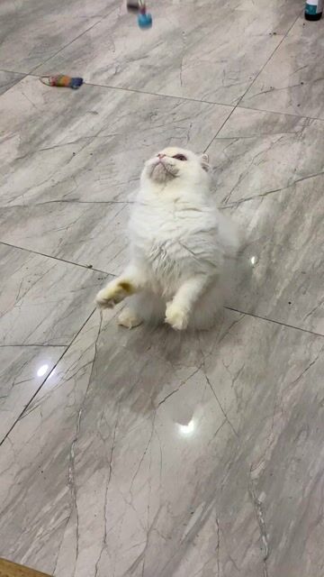 mèo 6 tháng , đực , lông lửng tai cụp mắt xanh ,. Mua bán Mèo tại Thành phố Thủ Đức Tp Hồ Chí Minh được đăng bởi Phương Thanh hình 1