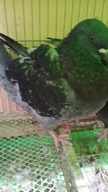 Chim bồ câu King Hà Lan 5 tháng. Mua bán Chim tại Quận 11 Tp Hồ Chí Minh được đăng bởi Vũ Trọng Chín hình 1