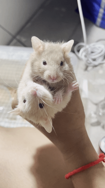2 bé bear lai tạng to. Mua bán Thú cưng khác tại Quận Bình Tân Tp Hồ Chí Minh được đăng bởi hatred Lê hình 1