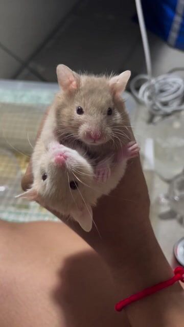 2 bé bear lai tạng to. Mua bán Thú cưng khác tại Quận Bình Tân Tp Hồ Chí Minh được đăng bởi hatred Lê hình 1