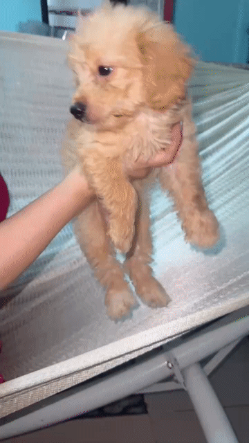 Chó Poodle lai Nhật nâu vàng, đen 2 tháng. Mua bán Chó tại Quận 7 Tp Hồ Chí Minh được đăng bởi Almira Tina hình 1