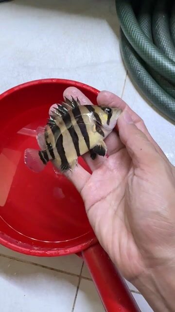 cá hổ sumatra 10cm 850k. Mua bán Thú cưng khác tại Quận Bình Tân Tp Hồ Chí Minh được đăng bởi Oai Huỳnh hình 1