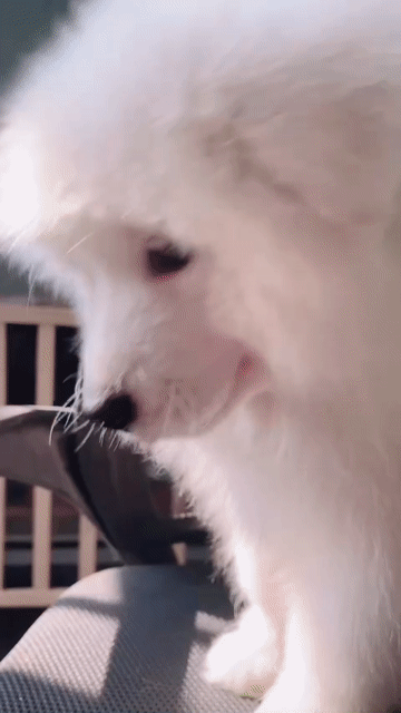 Chó Samoyed Trắng. Mua bán Chó tại Quận 12 Tp Hồ Chí Minh được đăng bởi nguyễn tuấn kiệt hình 1