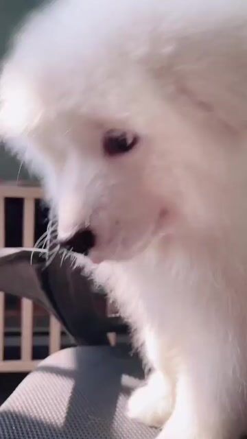 Chó Samoyed Trắng. Mua bán Chó tại Quận 12 Tp Hồ Chí Minh được đăng bởi nguyễn tuấn kiệt hình 1