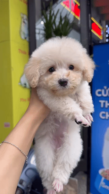 Chó Poodle Trắng kem Cả hai. Mua bán Chó tại Quận Thanh Khê Đà Nẵng được đăng bởi Thy Thy hình 1