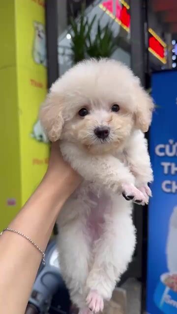 Chó Poodle Trắng kem Cả hai. Mua bán Chó tại Quận Thanh Khê Đà Nẵng được đăng bởi Thy Thy hình 1
