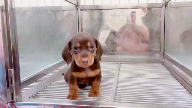 Chó Lạp xưởng Socola 2 tháng. Mua bán Chó tại Quận Gò Vấp Tp Hồ Chí Minh được đăng bởi Biên Nguyên hình 1