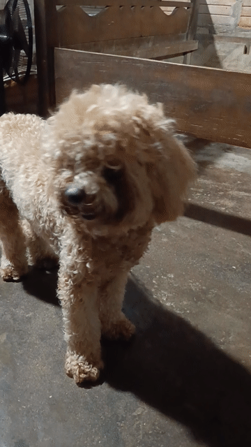 Chó Poodle Nâu vàng 5 tháng đã tiêm 4 mũi. Mua bán Chó tại Thị xã Hoài Nhơn Bình Định được đăng bởi Hồng Sương hình 1