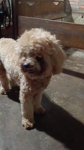 Chó Poodle Nâu vàng 5 tháng đã tiêm 4 mũi. Mua bán Chó tại Thị xã Hoài Nhơn Bình Định được đăng bởi Hồng Sương hình 1