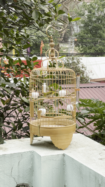 Chim Vành khuyên líu. 1 năm lồng. thuần 70%. Mua bán Chim tại Huyện Thanh Trì Hà Nội được đăng bởi Công Ước hình 1