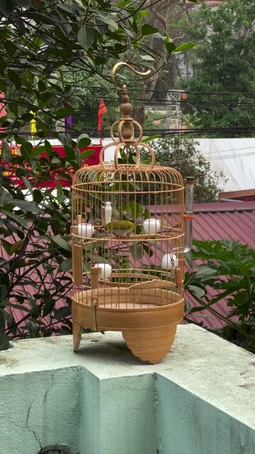 Chim Vành khuyên líu. 1 năm lồng. thuần 70%. Mua bán Chim tại Huyện Thanh Trì Hà Nội được đăng bởi Công Ước hình 1