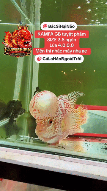 Cá la hán KAMFA GB 3.5 ngón Đỏ, trắng. Mua bán Thú cưng khác tại Quận Tân Phú Tp Hồ Chí Minh được đăng bởi Con Cò hình 1