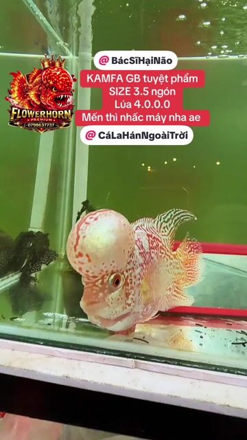 Cá la hán KAMFA GB 3.5 ngón Đỏ, trắng. Mua bán Thú cưng khác tại Quận Tân Phú Tp Hồ Chí Minh được đăng bởi Con Cò hình 1