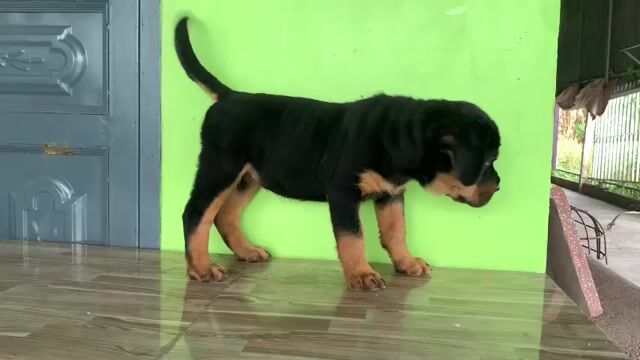 Rottweler cái dòng đại. Mua bán Chó tại Huyện Bình Chánh Tp Hồ Chí Minh được đăng bởi Anh nông dân da đen hình 1