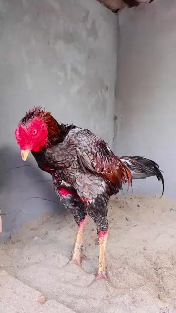 Gà chọi Xám hồng 3.8kg Đực. Mua bán Gà tại Huyện Chương Mỹ Hà Nội được đăng bởi Lg Văn Tú hình 1