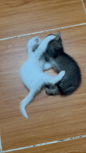 Mèo anh lông ngắn tabby. Mua bán Mèo tại Quận 7 Tp Hồ Chí Minh được đăng bởi Huỳnh Bá Luân hình 1