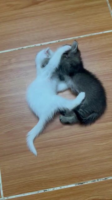 Mèo anh lông ngắn tabby. Mua bán Mèo tại Quận 7 Tp Hồ Chí Minh được đăng bởi Huỳnh Bá Luân hình 1