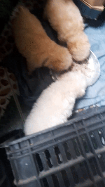 Chó Tiny Poodle đực cái lông dày. Mua bán Chó tại Thành phố Bến Tre Bến Tre được đăng bởi Cương Nguyễn hình 1