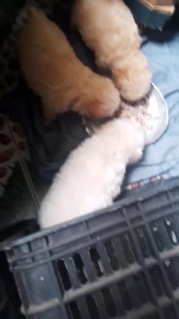 Chó Tiny Poodle đực cái lông dày. Mua bán Chó tại Thành phố Bến Tre Bến Tre được đăng bởi Cương Nguyễn hình 1