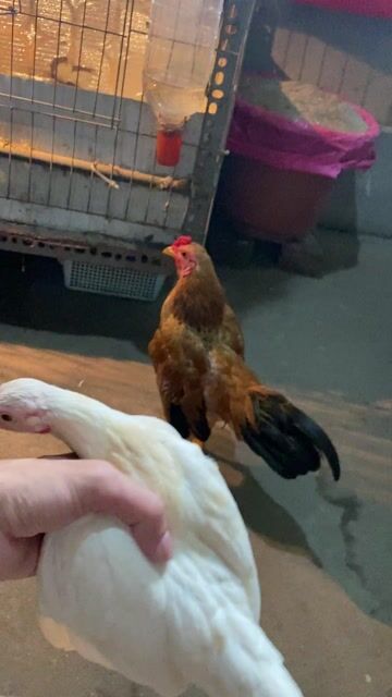gà tre bắc cộc. Mua bán Gà tại Quận Long Biên Hà Nội được đăng bởi gà tre 08866 một 5668 hình 1