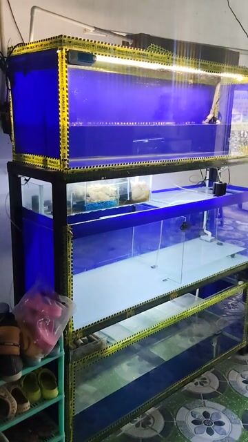 Hồ cá cảnh Kính, Kim loại. Mua bán Phụ kiện, Thức ăn, Dịch vụ tại Huyện Trảng Bàng Tây Ninh được đăng bởi CÁ CẢNH TB hình 1