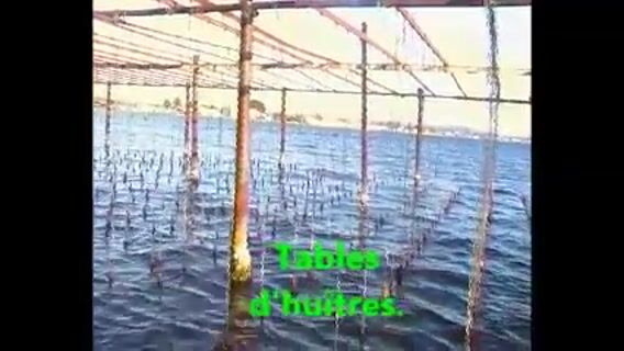 Coquillages et crustacés à Mèze