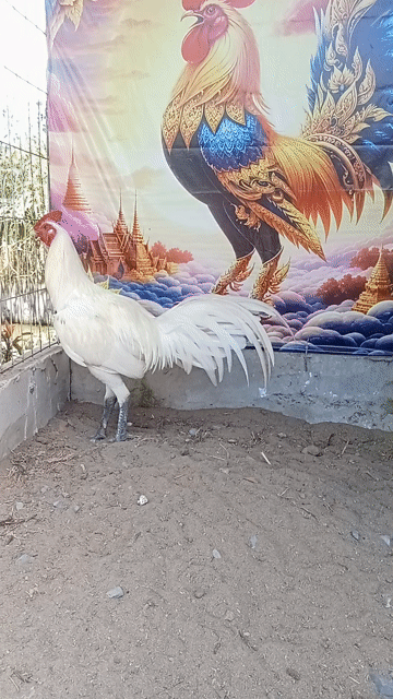 Gà chọi Peru Trống màu Trắng. Mua bán Gà tại Thị xã Vĩnh Châu Sóc Trăng được đăng bởi FARM Thiện Sóc Trăng  hình 1