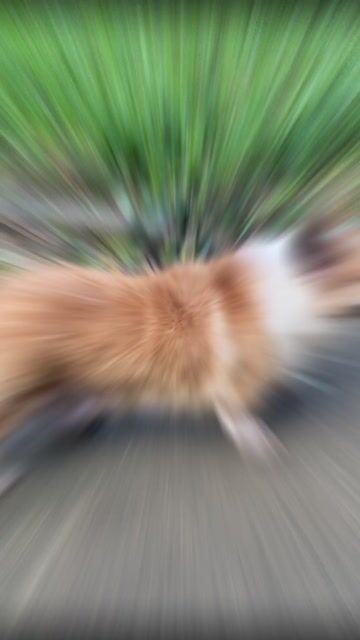 Chó Corgi đực 20kg. Mua bán Chó tại Huyện Nghi Lộc Nghệ An được đăng bởi Son hình 1