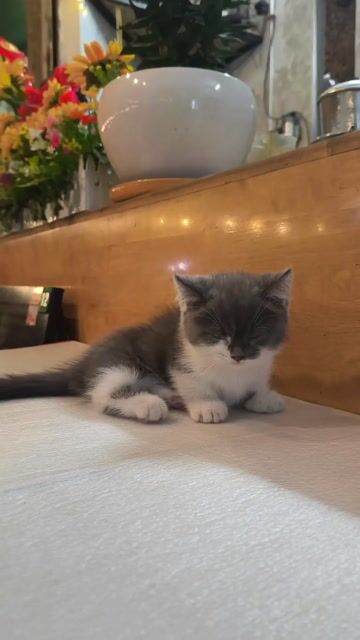 Mèo ALN thuần chủng chân ngắn - Giới tính CÁI. Mua bán Mèo tại Quận 8 Tp Hồ Chí Minh được đăng bởi Ngân Trần  hình 1