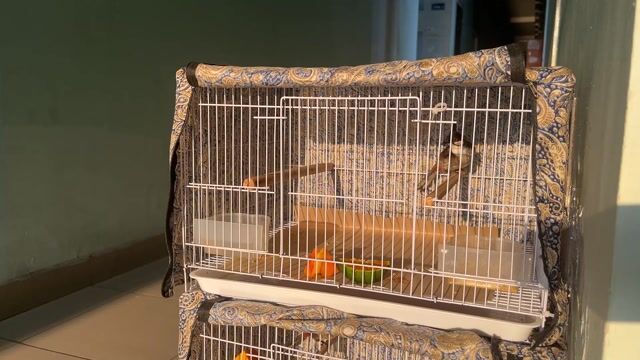 Chim bổi trống đang thay lông. Mua bán Chim tại Thị xã Bến Cát Bình Dương được đăng bởi hiep le hình 1