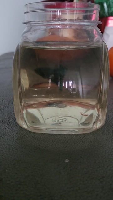 Cá betta Metallic trống 3-4 tháng Sz3-4. Mua bán Thú cưng khác tại Quận Đống Đa Hà Nội được đăng bởi Lê việt đức  hình 1