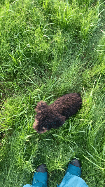 Chó Poodle Đen, nâu Đã tiêm phòng. Mua bán Chó tại Huyện Định Quán Đồng Nai được đăng bởi Xuân Bốn hình 1