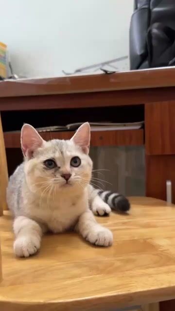 Mèo Anh lông ngắn Silver Tabby 3 tháng. Mua bán Mèo tại Quận Hà Đông Hà Nội được đăng bởi Nam Nguyen hình 2