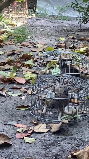 Cu khách 3 mùa thanh lí. Mua bán Chim tại Huyện Củ Chi Tp Hồ Chí Minh được đăng bởi Tuan hình 1