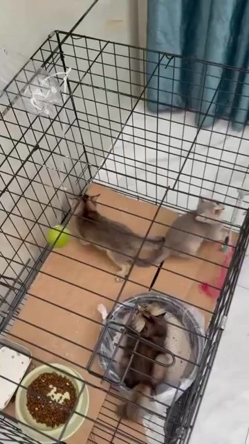 Gả 3 em bé về với gia đình. Mua bán Mèo tại Quận Bình Tân Tp Hồ Chí Minh được đăng bởi Nguyễn vy hình 1