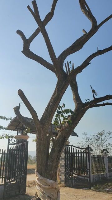 Cây cảnh Vú sữa Tay cành lắc lượng. Mua bán Cây cảnh, đồ trang trí tại Huyện Hàm Thuận Bắc Bình Thuận được đăng bởi huynh hình 1