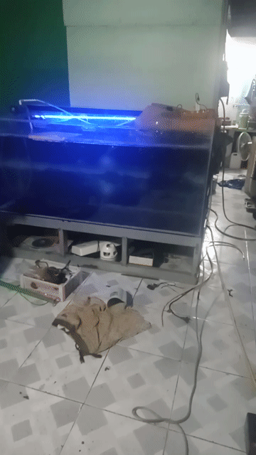 Hồ cá 1m7x67cm. Mua bán Phụ kiện, Thức ăn, Dịch vụ tại Thị xã Tân Uyên Bình Dương được đăng bởi ANHTACO  hình 1