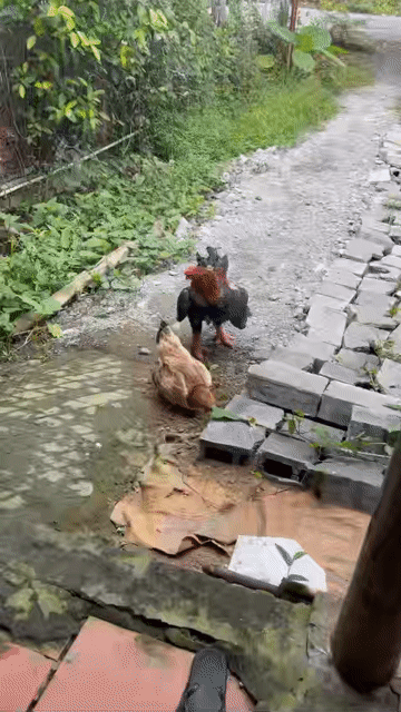 Cần bán lại 3 cập gà đông tảo như hình. Mua bán Gà tại Thành phố Long Xuyên An Giang được đăng bởi Chuyện Thường gặp hình 1