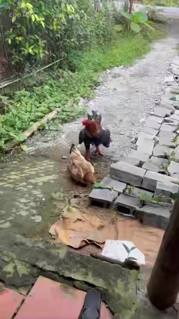 Cần bán lại 3 cập gà đông tảo như hình. Mua bán Gà tại Thành phố Long Xuyên An Giang được đăng bởi Chuyện Thường gặp hình 1