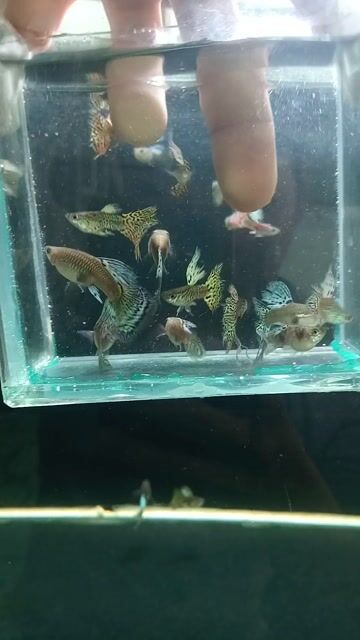 Cá cảnh Guppy Tiger Đa sắc. Mua bán Thú cưng khác tại Quận Thốt Nốt Cần Thơ được đăng bởi Võ ngọc Hưng hình 1