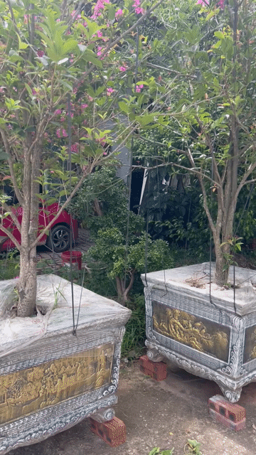 Cây Mộc ta hoa vàng 25 năm 350cm. Mua bán Cây cảnh, đồ trang trí tại Huyện Đông Anh Hà Nội được đăng bởi Giang hình 1