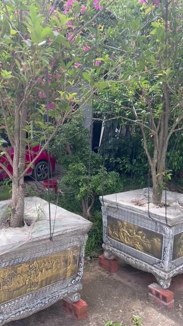 Cây Mộc ta hoa vàng 25 năm 350cm. Mua bán Cây cảnh, đồ trang trí tại Huyện Đông Anh Hà Nội được đăng bởi Giang hình 1