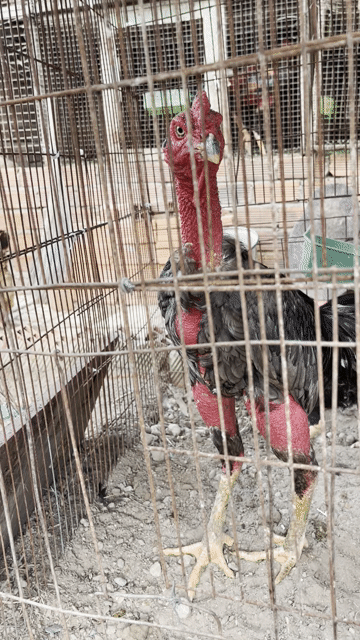 Cặp Ghà đòn trống mái đúc đẹp. Mua bán Gà tại Thị xã Tân Uyên Bình Dương được đăng bởi Anh Tú hình 1