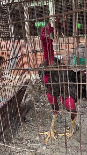 Cặp Ghà đòn trống mái đúc đẹp. Mua bán Gà tại Thị xã Tân Uyên Bình Dương được đăng bởi Anh Tú hình 1