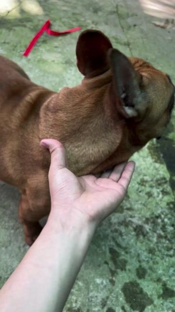 Chó French Bulldog cái 1 tuổi Nâu. Mua bán Chó tại Huyện Trà Ôn Vĩnh Long được đăng bởi Thanh tùng  hình 1