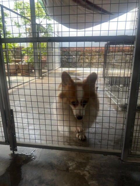 Chó Corgi cái. Mua bán Chó tại Huyện Tân Phú Đồng Nai được đăng bởi Đặng Gia Bảo hình 1