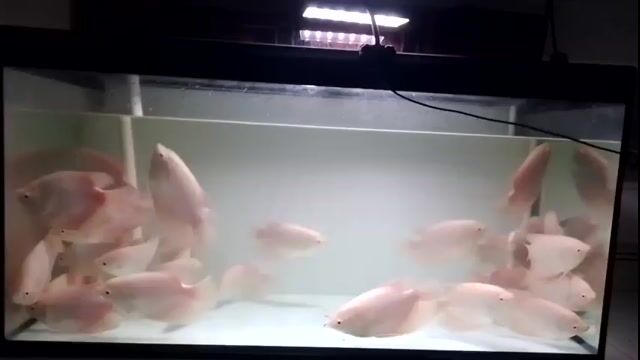 Cá phát tài 20cm dễ nuôi. Mua bán Thú cưng khác tại Quận 12 Tp Hồ Chí Minh được đăng bởi phan minh khoa hình 1