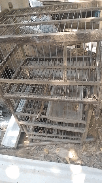 3 cái lồng tắm mào. Mua bán Phụ kiện, Thức ăn, Dịch vụ tại Thành phố Huế Thừa Thiên Huế được đăng bởi Phương Gà Chọi Huế hình 1